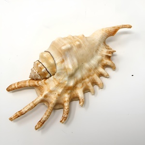 Coquillages d'araignée, coquillages marins, thème plage, présentation économique, coquillages naturels, coquillages océaniques, vente en gros - Product Image 1