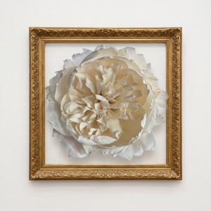 ดอกกุหลาบอังกฤษทำมือจากไม้โซล่าขนาด 15 ซม. – ดอกไม้ประดิษฐ์สีขาวธรรมชาติสำหรับเครื่องกระจายกลิ่นและตกแต่งบ้าน - Product Image 6