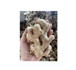 Gingembre frais cultivé au Vietnam Idéal pour ajouter des épices et des arômes naturels aux plats traditionnels et modernes - Product Image 1