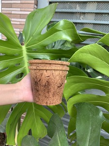 Premium Biodegradable Coconut Coir Pot for Nursery & Gardening Sustainable Coconut Coir Nursery Pots Bulk Supplier for US & EU - Product Image 6
