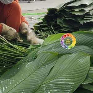Hojas de Dong Frescas Más Vendidas a Bajo Precio, Grandes, Flexibles y Perfectas para Envolver Pasteles de Arroz Tradicionales y Platos Festivos - Product Image 1
