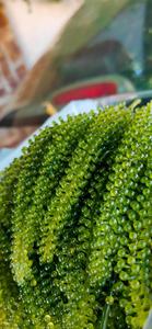 องุ่นทะเลธรรมชาติ – อุดมไปด้วยแร่ธาตุ แหล่งที่มาที่ดีต่อสุขภาพและเป็นออร์แกนิก // คุณทอม - Product Image 6