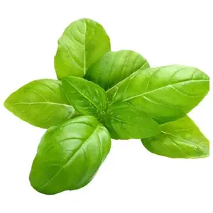 Factory Price Wholesale 100% Pure Aromatherapy Essential Oil Basil Essential Oil Fragrances For Diffuser