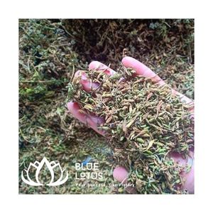 Disponible : Thé de fleurs de papaye séchées de qualité supérieure, boisson à base de plantes durable, haute qualité, vente en gros - Product Image 1