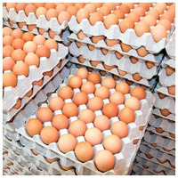 Œufs de poule brune frais de première qualité, origine Royaume-Uni, prix compétitifs, vente en gros, durée de conservation de 2 ans, directement de l'usine