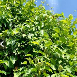 ใบไม้เขียวแช่แข็งจากแม่น้ำ สำหรับทำซุปสไตล์เอเชียตะวันออกเฉียงใต้แบบดั้งเดิม - Product Image 5