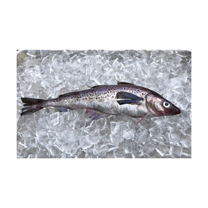 Pescado Pollock Fresco de Alaska, Mariscos Premium de Primera Calidad con Textura Firme y Delicioso Sabor Natural - Product Image 4