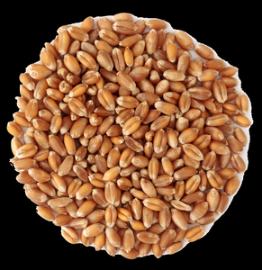 Vente en gros de céréales de blé tendre de qualité supérieure, de qualité alimentaire, en stock, produit d'exportation - Product Image 5