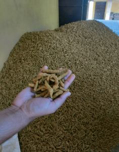 CARGONET EXPORT Doigts de curcuma entiers polis et séchés, Odisha Inde, Durée de conservation 12 mois, Qualité alimentaire, pharmaceutique et cosmétique - Product Image 1