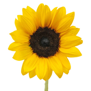 Aceite de Girasol |   Proveedor Mayorista de Aceites Portadores Premium, Fabricante de Marca Privada OEM - Product Image 5