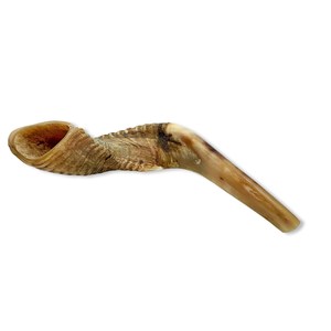 Cuerno de Carnero Kosher, Semipulido, Shofar |   Auténtico Cuerno de Shofar de Israel |   Corneta Judía, Chofar Original de Israel. - Product Image 6