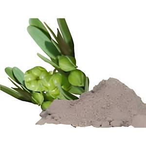 Fournisseur Botanique de Confiance : Poudre de Symplocos Racemosa, Matière Première Standardisée pour Formules Ayurvédiques – Vente en Gros - Product Image 3