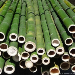 Fournisseur en gros de poteaux en bambou du Vietnam de qualité supérieure pour la construction, les meubles et les applications industrielles - Product Image 5