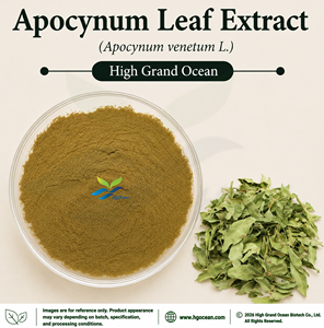 Extrait de feuille d'Apocynum (Apocynum venetum L.) de qualité alimentaire, fourni directement par l'usine HGO, rapports d'extraction 4:1 5:1 10:1 20:1 100:1 200:1 - Product Image 1