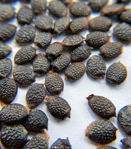 Export Quality Vietnam Manufacturer Supply Pure Dried Passion Fruit <b>Seeds</b> <b>Packed</b> in Various Size Bags - Product Image 5