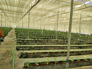 Hydroponic Greenhouse Lettuce Grow System With White PVC Pipes And Raised Beds For Indoor Farming - Product Image 5