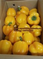 Poivron ou capsicum de couleur variée frais, rouge, vert, jaune, origine Vietnam