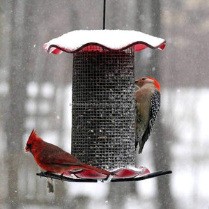 เครื่องป้อนนกโลหะชุบสังกะสีทรงกลมพร้อมดีไซน์คุณภาพระดับพรีเมียมเหมาะสำหรับระเบียงบ้านและสวนการให้อาหารนกใช้ - Product Image 1