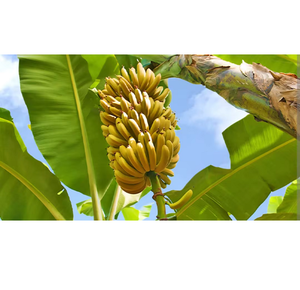 Plátanos Frescos Cultivados Naturalmente, Fruta Tropical Premium para Cadenas de Comercio Minorista, Distribución Mayorista y Comercio Global - Product Image 3