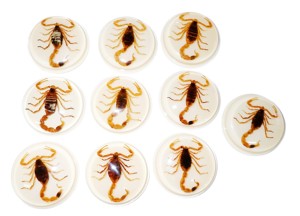 แมงป่องทองคำ ตัวอย่างจริง พลาสติกคาโบชองทรงกลม 38.5x38.5 มม. สีขาว ฐานแบน สำหรับงานฝีมือและทำเครื่องประดับ - Product Image 6