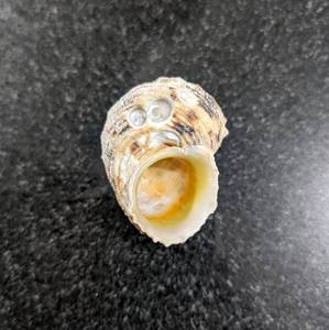 Beauté naturelle de coquillages exquis pour la décoration globale | Commande en gros du Viet Nam - Product Image 2