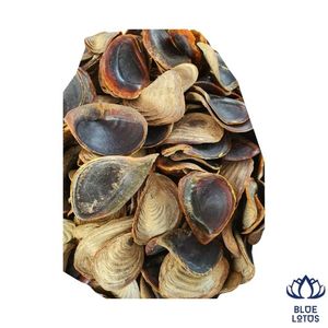 Operculum de Murex Puro y Sostenible, Concha Marina de Alta Calidad, Extracto de Fragancia, Material para Incienso, Precio al por Mayor - Product Image 1