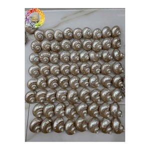 เปลือกหอยสังข์ธรรมชาติสำหรับงานฝีมือทำเครื่องประดับและของตกแต่งบ้าน - Product Image 5