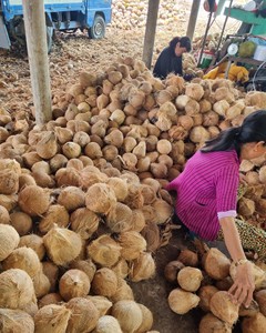 ผู้ส่งออกมะพร้าวแบบครึ่งเปลือก/มะพร้าวปอกเปลือกบางส่วน คุณภาพระดับมืออาชีพ 100% ธรรมชาติ จากเบนเต้ (WA: +84 366808683) - Product Image 3