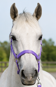Harnais pour cheval en nylon violet avec boucles métalliques et mousqueton - Product Image 5