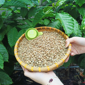 Café Sinh Nguyen, Granos de Arábica Verdes Sin Tostar, Alta Calidad, Procesado con Miel, Vietnam, 60 kg/bolsa, 1-1.5% Cafeína, Natural - Product Image 5