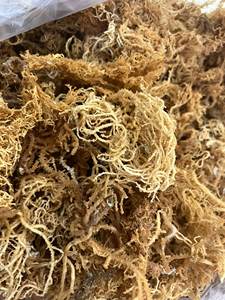 THE BEST SELLER <b>DRIED</b> SEA <b>MOSS</b> FROM VIETNAMESE SUPPLIER WITH HIGH QUALITY - Product Image 6