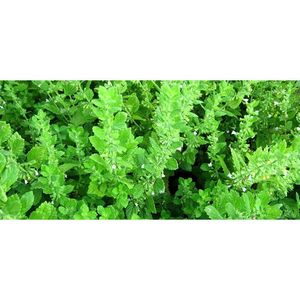 น้ำมันเมลิสซา คุณภาพส่งออก บริการรวดเร็ว - Product Image 1