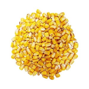 ข้าวโพดเหลืองคุณภาพสูงส่งออกจำนวนมาก เกรดอาหาร พรีเมียม พร้อมจัดส่ง - Product Image 1
