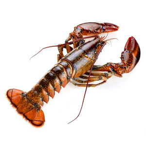 Langostas de calidad de exportación para distribuidores globales de mariscos y comercio mayorista de mariscos - Product Image 2