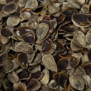 Opécule de haute qualité pour l'exportation, durable et naturel, provenant d'un fournisseur d'opécules du Royaume-Uni - Product Image 2