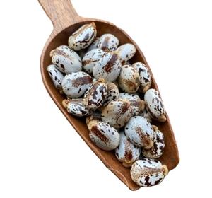 Graines de ricin indiennes en gros direct d'usine 100 poudre de Ricinus communis séchée naturelle de haute qualité pour l'exportation - Product Image 1