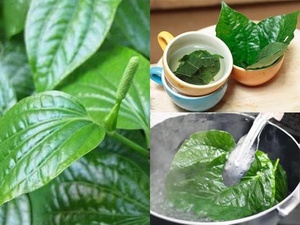 Venta al por mayor seca Piper Lolot hoja para alimentos aromatizante sola especia hierba Lolot Piper extracto para té OEM bolsa embalaje a granel - Product Image 2