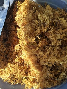 Top Vietnamese Supplier <b>Sea</b> <b>Moss</b> Purple <b>Sea</b> <b>Moss</b> Dried <b>Sea</b> <b>moss</b> st lucia New Crop Dried Irish Dried Make <b>Gel</b> <b>Organic</b> - Product Image 2