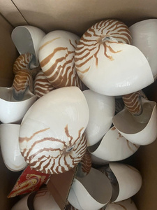 Concha de Caracol Natural Decorativa, Artesanía Única con Temática de Playa, Recuerdo, Regalo, Decoración Oceánica - Macy - Product Image 1