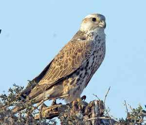 Fournisseur Premium de Sakers Falcon pour les Éleveurs Professionnels de Fauconnerie, les Installations Avicoles Licenciées et les Programmes Internationaux de Conservation de la Faune Sauvage - Product Image 5