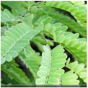 Hojas de tamarindo, producto agrícola Premium - Product Image 4