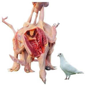 Paloma congelada de calidad superior Paloma congelada fresca disponible para exportación al por mayor y suministro a granel - Product Image 2