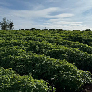 Herbe à chat fraîche de haute qualité de Hoang Linh SG Vietnam-écrasée avec emballage en carton en vrac de feuilles et de tiges - Product Image 6