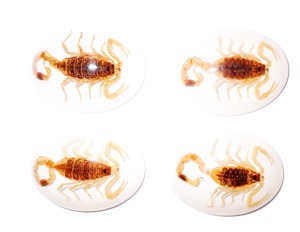 Golden Scorpion Real Specimen <b>Plastic</b> Cabochon Oval 30x40 mm White Flat Bottom for Crafts and Jewelry Making - Product Image 5