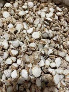 Poudre d'extrait de racine de Zedoary sauvage pure de qualité supérieure (Curcuma Zedoaria) – Traitement botanique ultra-nourrissant pour le visage et le corps – Haute puissance - Product Image 3