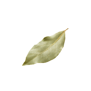 Feuilles de Laurier Indien Tej Patta à Fort Arôme, Naturelles, pour Bouillons, Transformation Alimentaire et Approvisionnement Global - Product Image 4