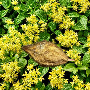 Produit agricole séché au soleil Hirada jaune de la région vallonnée de l'Ouest de Maharashtra - Product Image 1