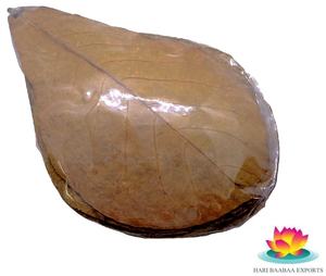 High Quality Indian Terminalia Catappa <b>Almond</b> Leaves 26-30cm 1000 Pack for Pet Cleaning Purpose - Product Image 6