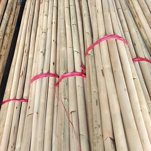 Fournisseur direct de bâtons en rotin, de poteaux en manau robustes, de cannes naturelles d'excellente qualité. - Product Image 1