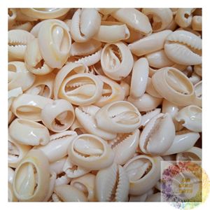 ขายส่งของขวัญเปลือกหอยธรรมชาติ คอลเลคชั่นเปลือกหอยตกแต่งตามสั่ง ของขวัญสำหรับงานองค์กร ของชำร่วยงานแต่งงาน ของตกแต่งธีมชายทะเล - Product Image 3